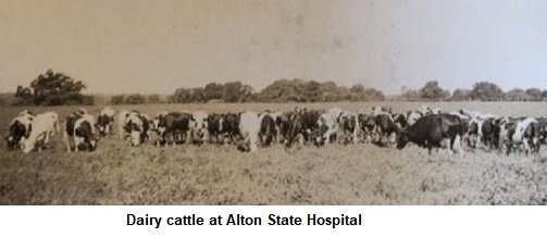 Dairy cattle at Alton State Hospital