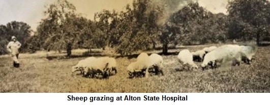 Sheep grazing at Alton State Hospital